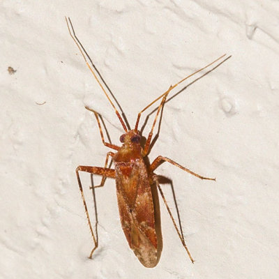 Phytocoris sp.