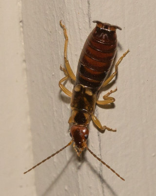 European Earwig (Forficula auricularia)