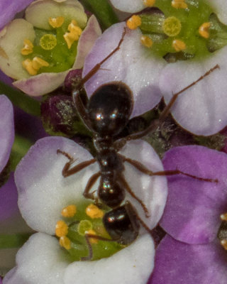Ant (Formicidae)