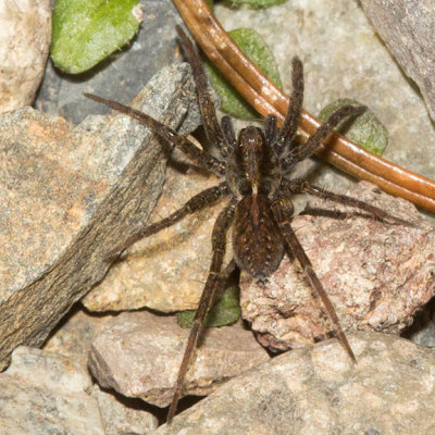 Thin-legged Wolf Spider (Pardosa sp)