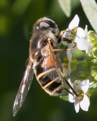 Eristalis hirta