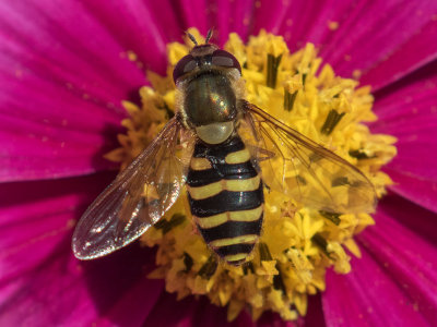 Syrphus torvus