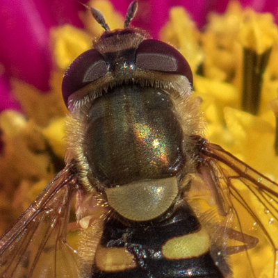 Syrphus torvus