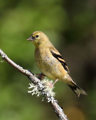 American Goldfinch