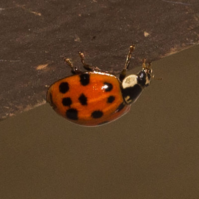 Multicolored Asian Lady Beetle (Harmonia axyridis)