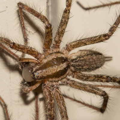(Agelenopsis) Grass Spider