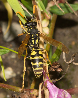 European Paper Wasp (Polistes dominula)