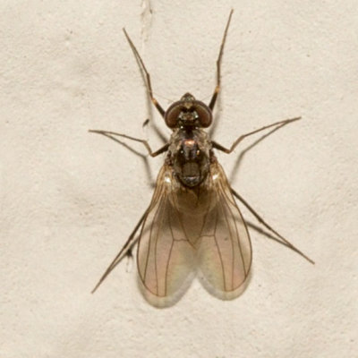 Long-legged Fly (Medetera)