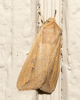 10438 Armyworm Moth (Mythimna unipuncta)