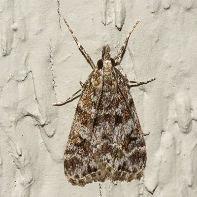 4735 (Eudonia echo)