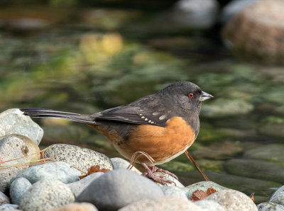 Spotted Towhee female