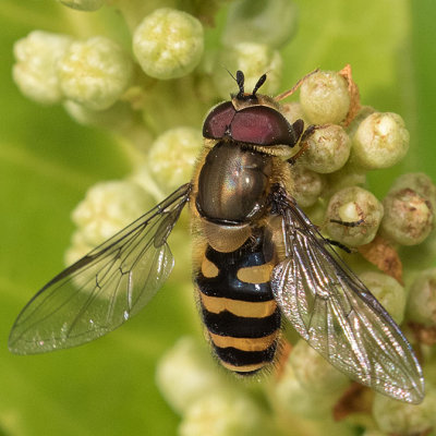 Syrphus torvus