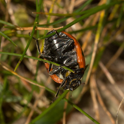 Seven-spotted Lady Beetle (Coccinella septempunctata)