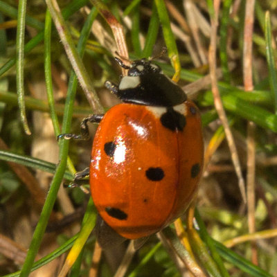 Seven-spotted Lady Beetle (Coccinella septempunctata)