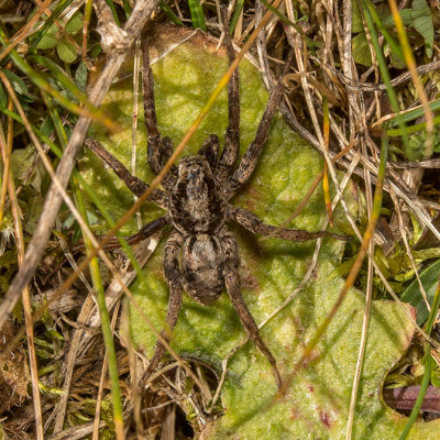 Thin-legged Wolf Spider (Pardosa sp)