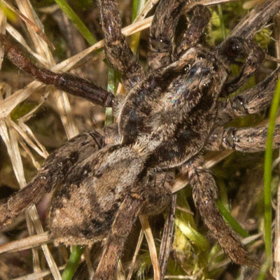 Thin-legged Wolf Spider (Pardosa sp)