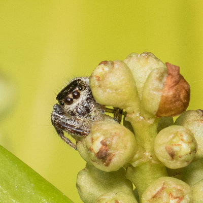 (Eris militaris) Bronze Jumper