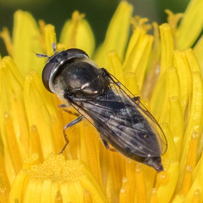 Platycheirus stegnus