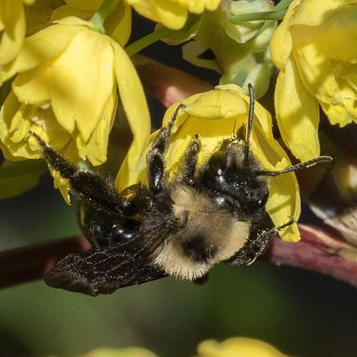 Mining Bee (Andrena Subgenus Melandrena)