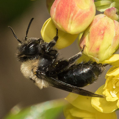 Mining Bee (Andrena Subgenus Melandrena)