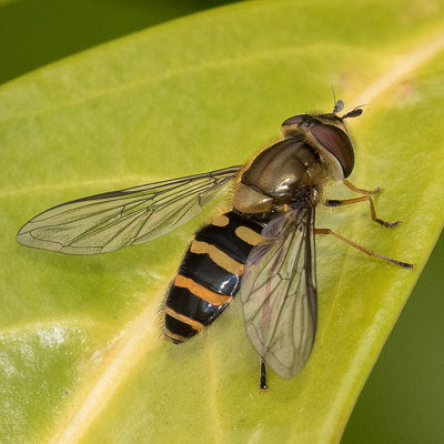 Syrphus torvus