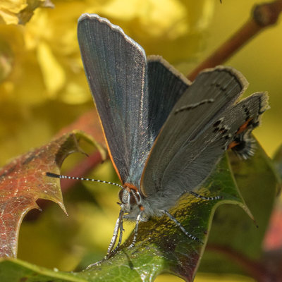 4336 Gray Hairstreak (Strymon melinus)