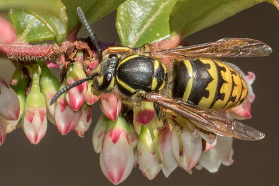 Western Yellowjacket (Vespula pensylvanica)