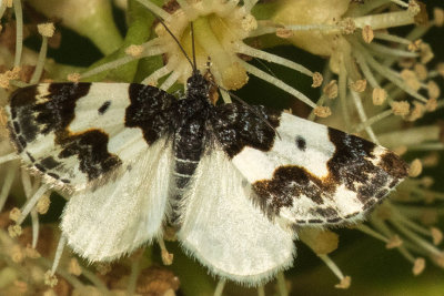 7308 Half-white Carpet Moth (Mesoleuca gratulata)