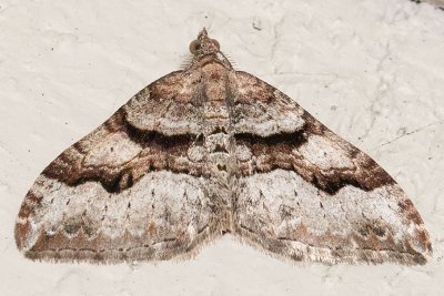 7390 Toothed Brown Carpet (Xanthorhoe lacustrata)