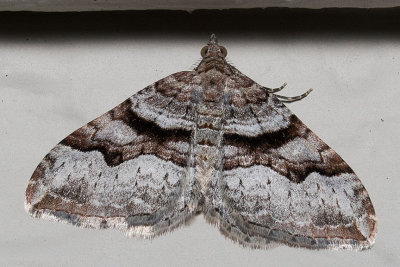 7390 Toothed Brown Carpet (Xanthorhoe lacustrata)