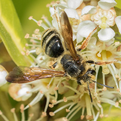 Mining Bee (Andrena prunorum)