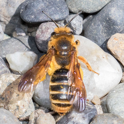 Mining Bee (Andrena)