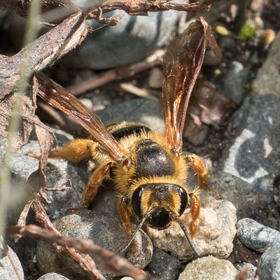 Mining Bee (Andrena)