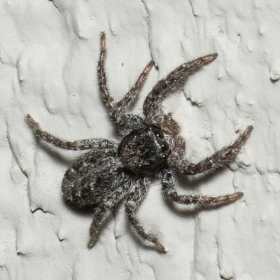 (Platycryptus californicus) Jumping Spider