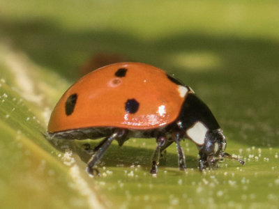 Seven-spotted Lady Beetle (Coccinella septempunctata)