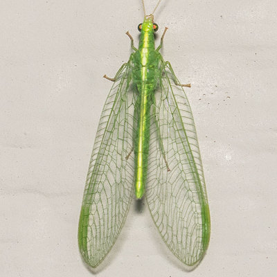Green Lacewing (Chrysoperla)