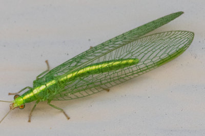 Green Lacewing (Chrysopidae)