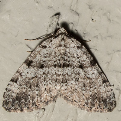 7324 (Perizoma curvilinea)