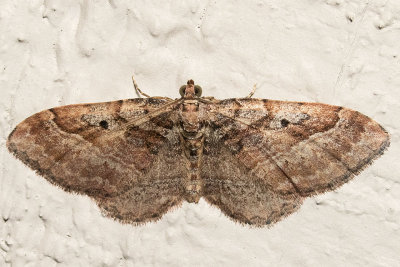 Bent-line Carpet (Costaconvexa centrostrigaria)