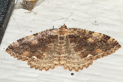 7285 Tissue Moth (Triphosa haesitata)