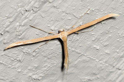 Plume Moth (Pterophorini tribe)