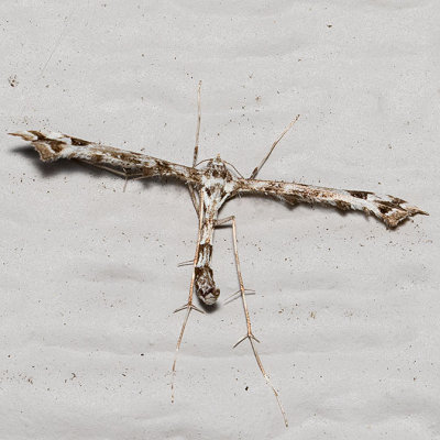 6118 Geranium Plume Moth (Amblyptilia pica)