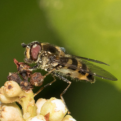 Megasyrphus laxus