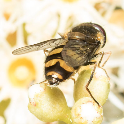 Megasyrphus laxus