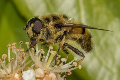 Eristalis hirta