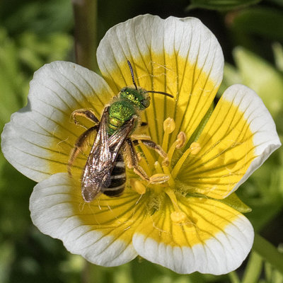 Bicolored Bee (Agapostemon virescens)