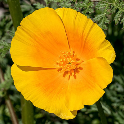 Eschscholzia californica (California Poppy)
