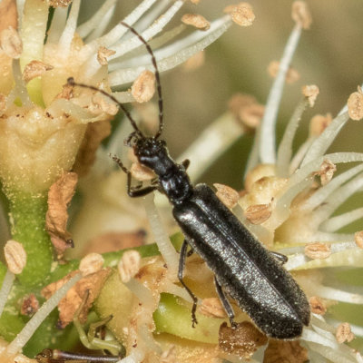 Soldier Beetle (Dichelotarsus sp.)