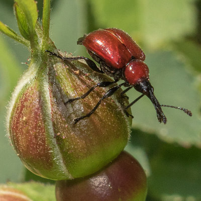 Rose Curculio (Merhynchites bicolor)