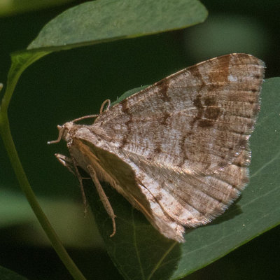 6344 Pale-marked Angle (Macaria signaria)